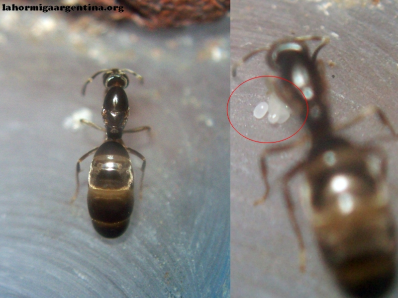 L. humile (Soledad Argentina)_1_Ene_17