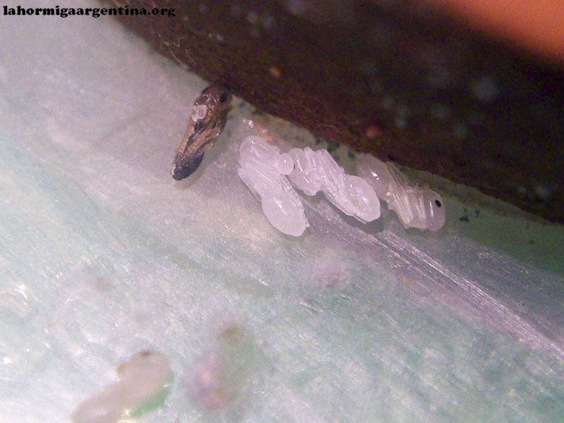L. humile (MariaSusy Argentina)_24_Ene_18_1