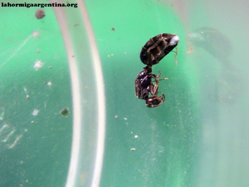 L. humile (MariaSusy Argentina)_24_Ene_18_2