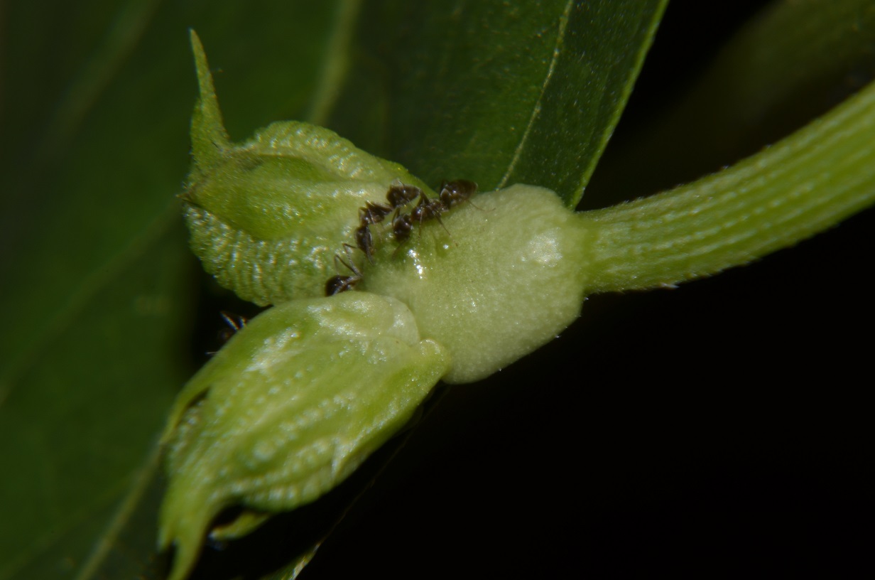Linepithema