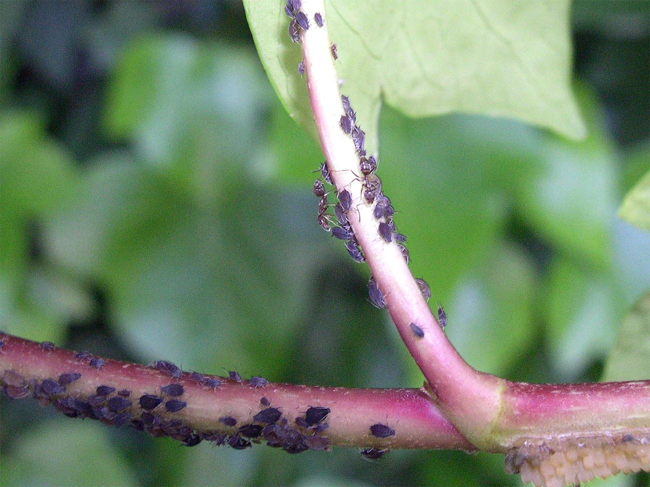 linepithema humile