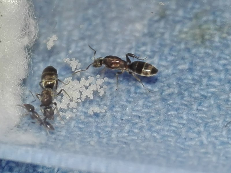 L.humile