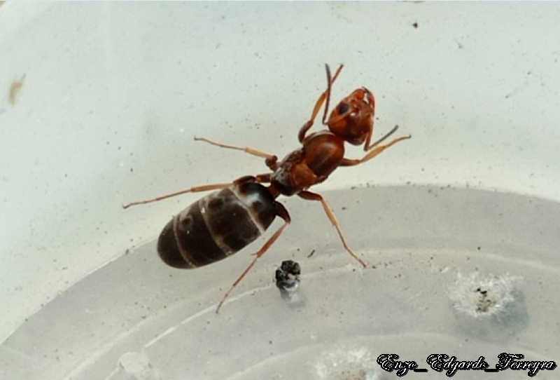 Dorymyrmex sp.