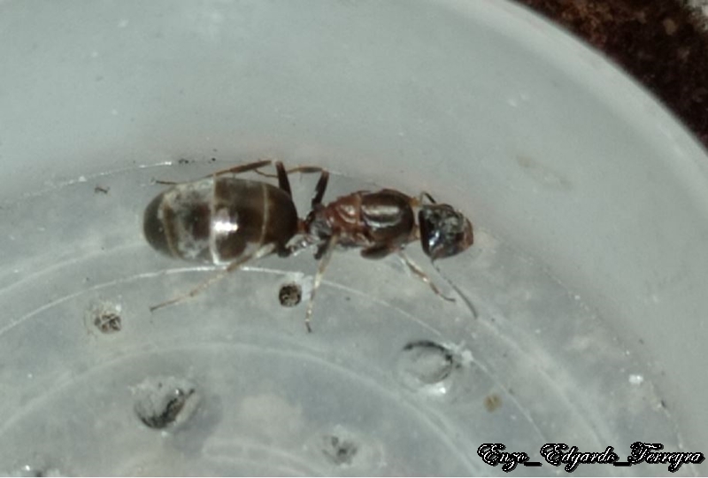 Dorymyrmex sp.