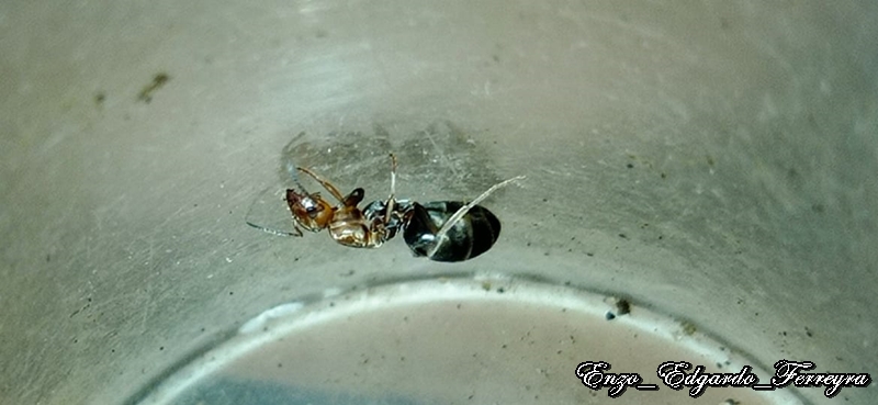 Dorymyrmex sp.