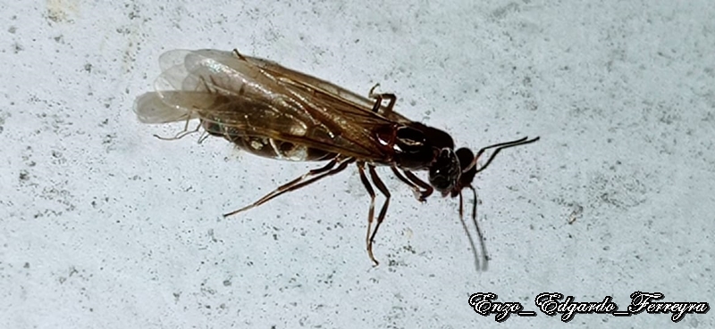 Dorymyrmex sp.