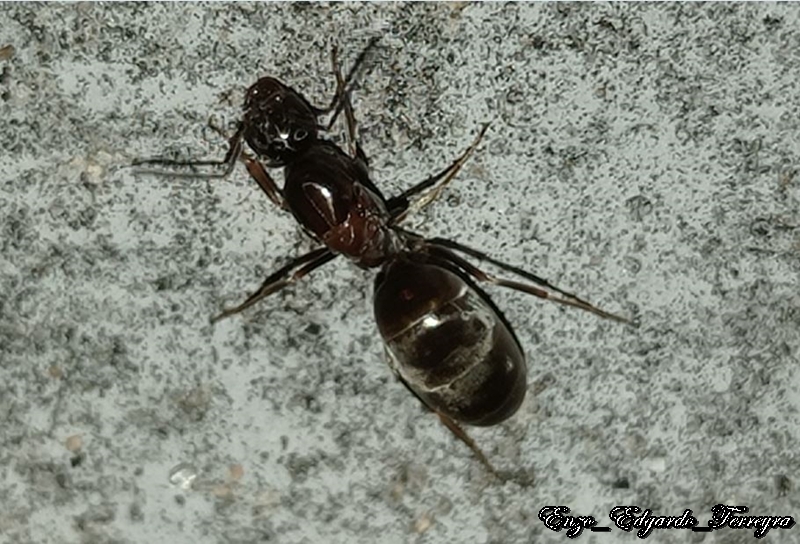 Dorymyrmex sp.