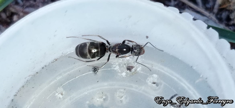 Dorymyrmex sp.