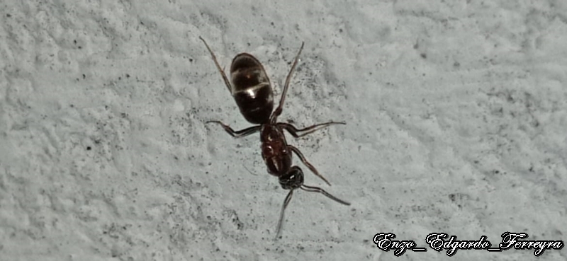 Dorymyrmex sp.