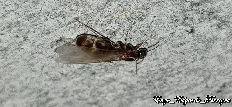 Dorymyrmex sp.