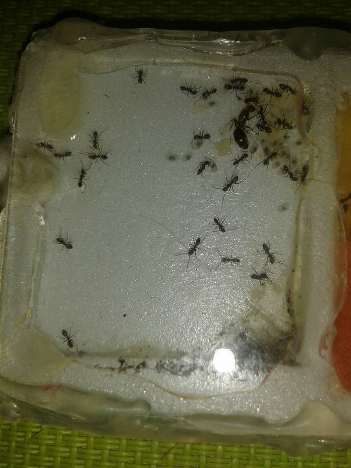dorymyrmex