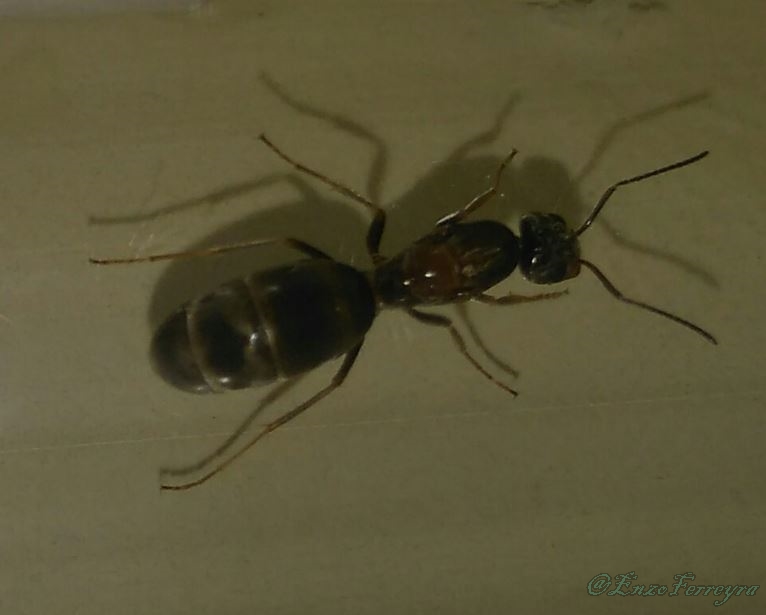 Dorymyrmex sp.
