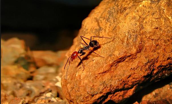 Dorymyrmex pogonius