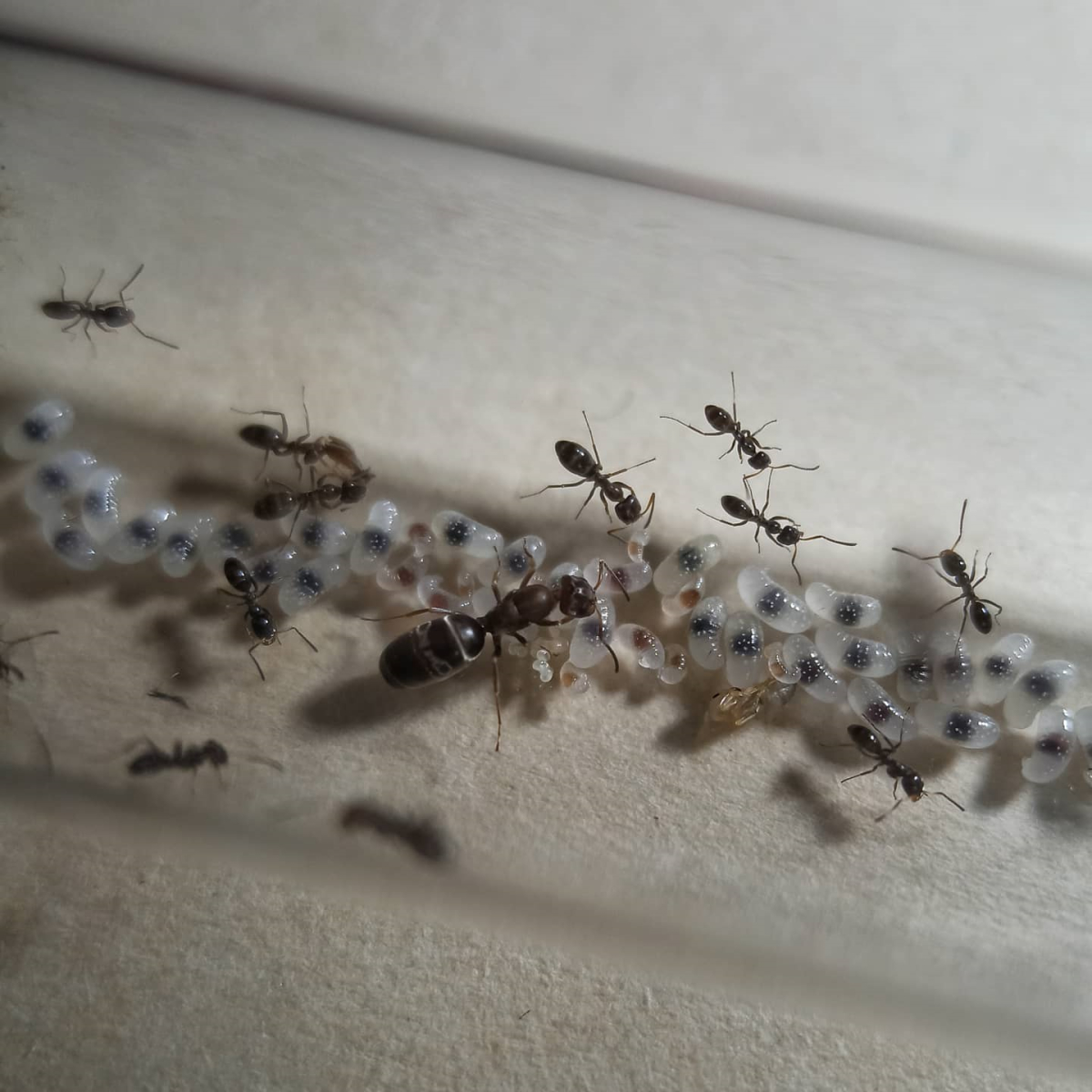 Dorymyrmex sp. - 7/6/20