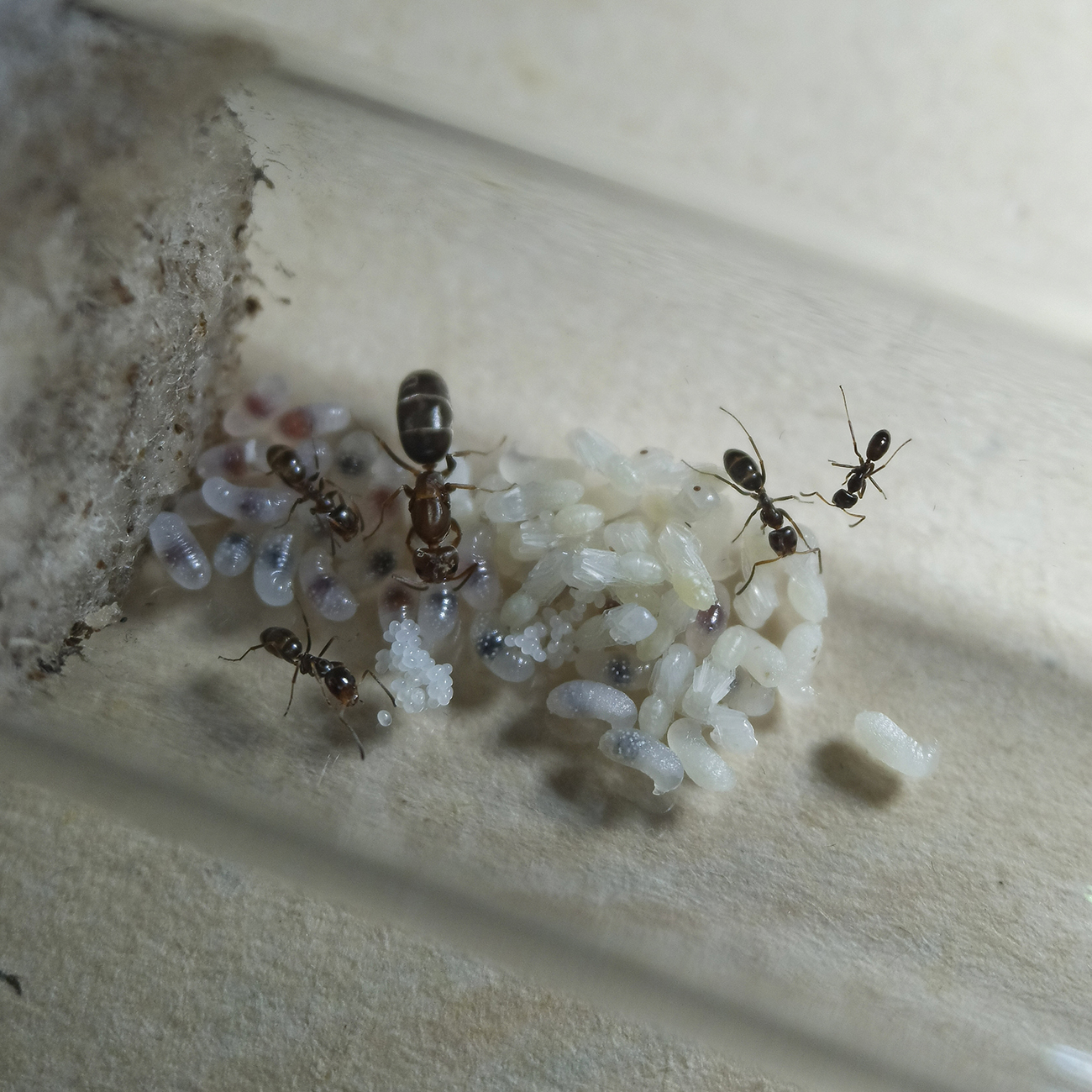 Dorymyrmex sp. - 26/10/20