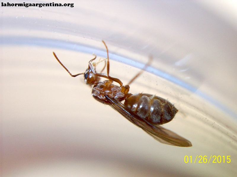 Reina Dorymyrmex_3a