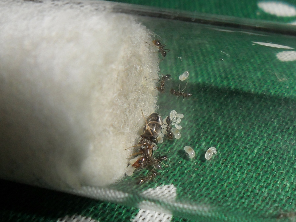 Reina 1 Dorymyrmex