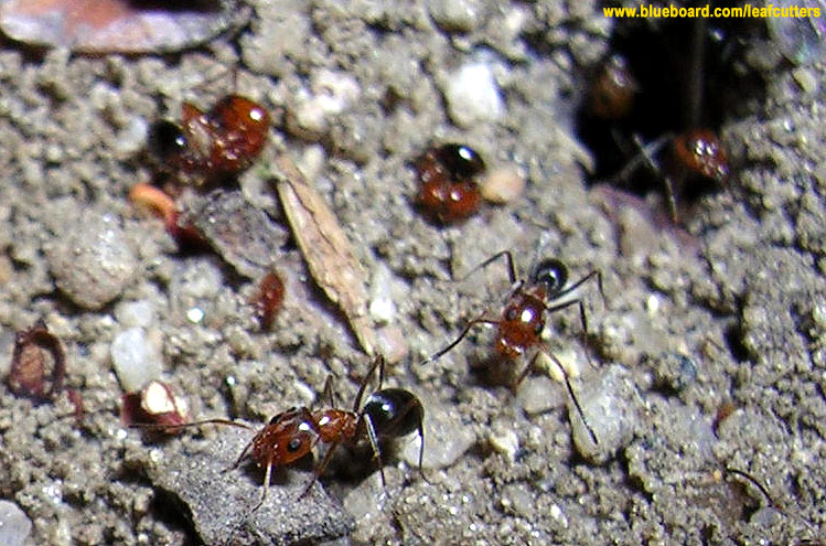 Dorymyrmex bicolor