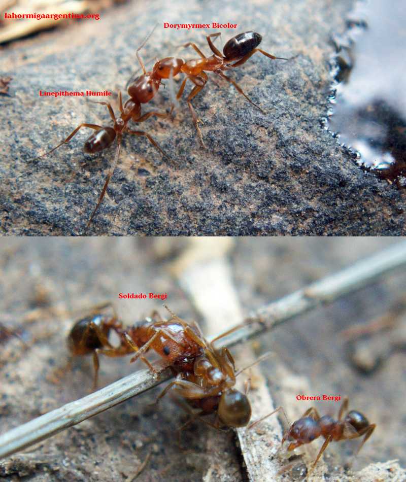 Conbate line_dorymyrmex