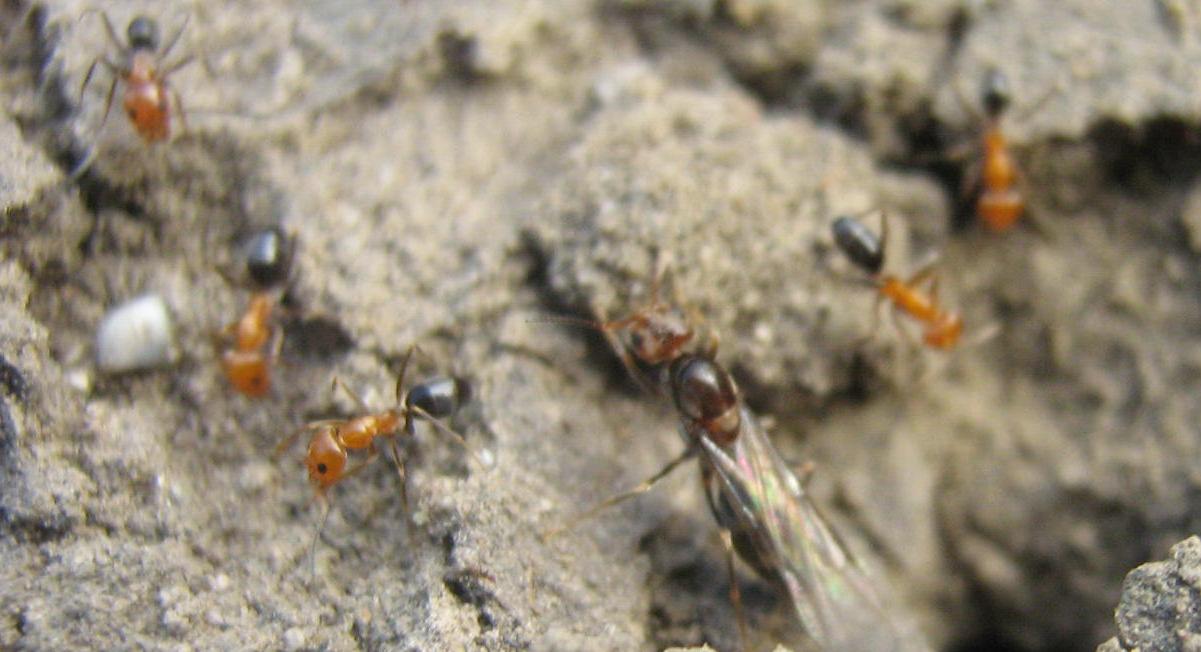 dorymyrmex