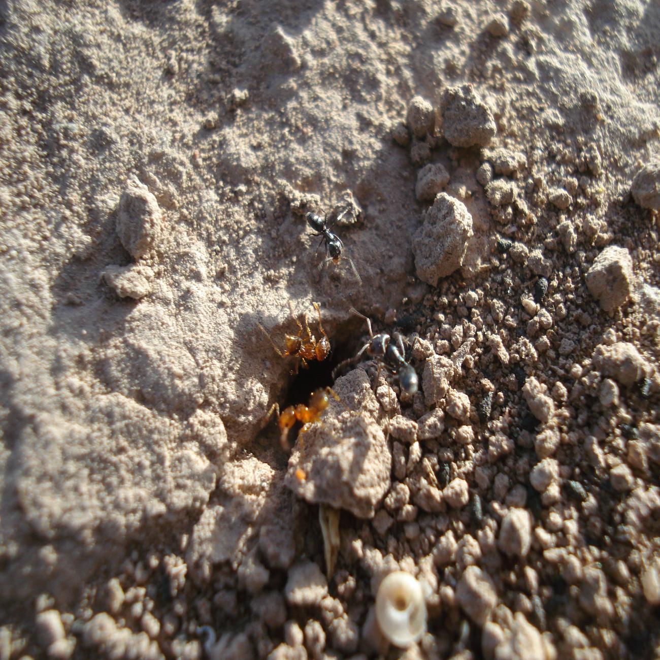rojinegra