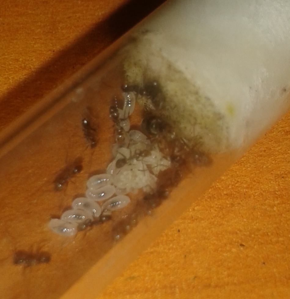 dorymyrmex