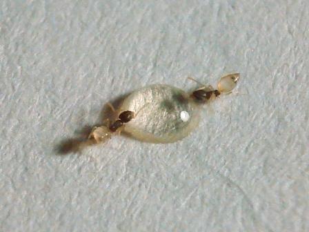 !?De que especie son!