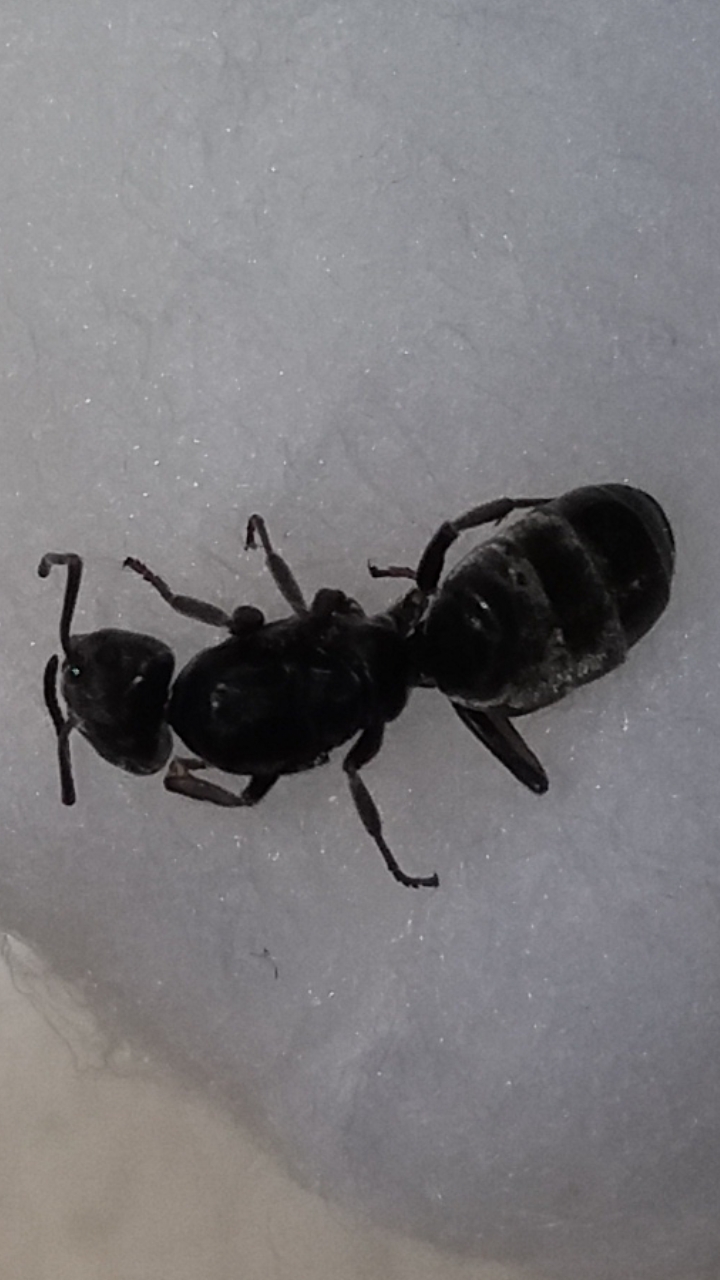 Tapinoma?
