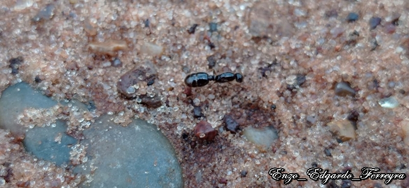 Solenopsis sp.