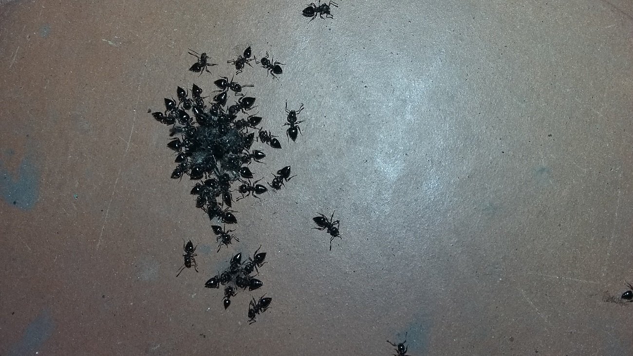 Crematogaster?