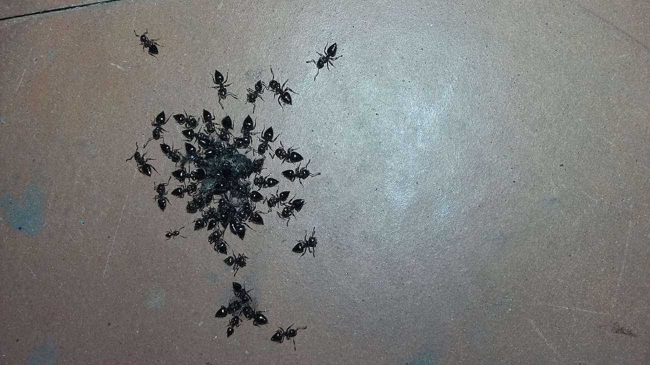 Crematogaster?