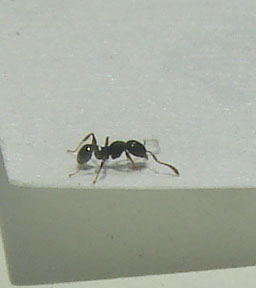 desconocida1493
