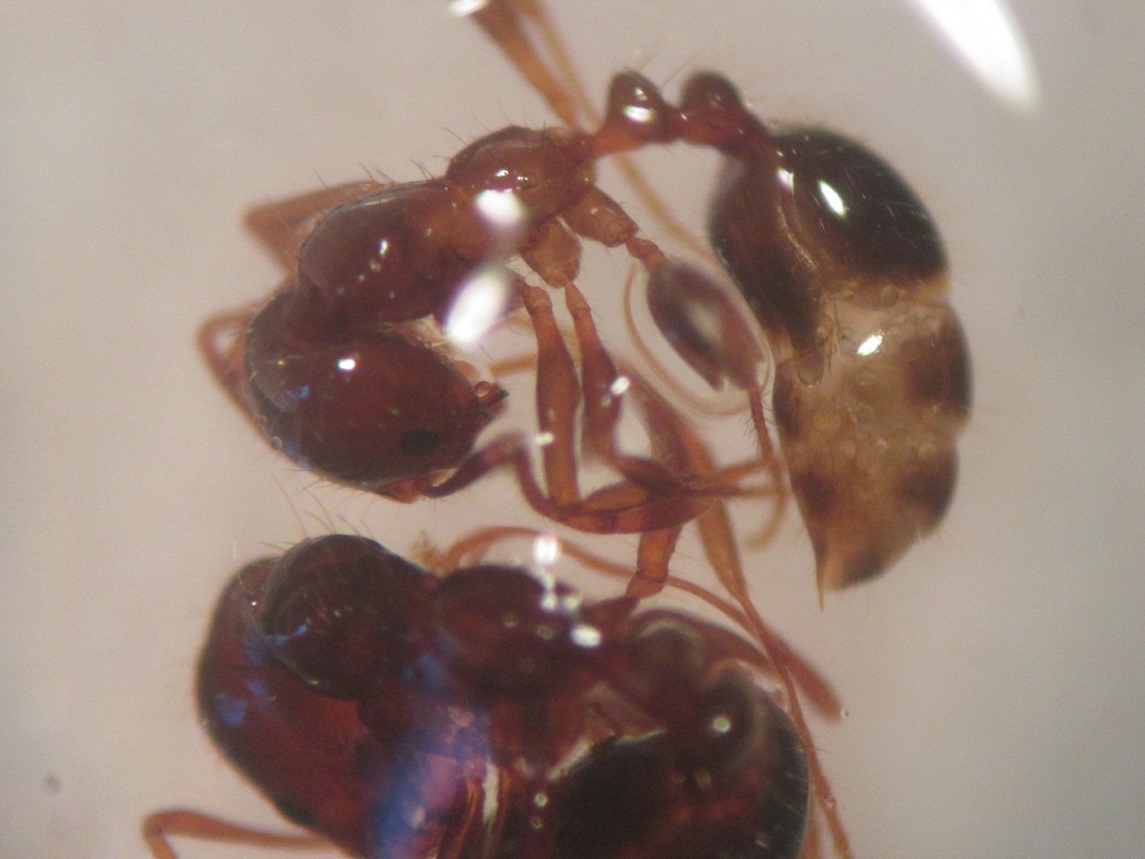 Solenopsis?