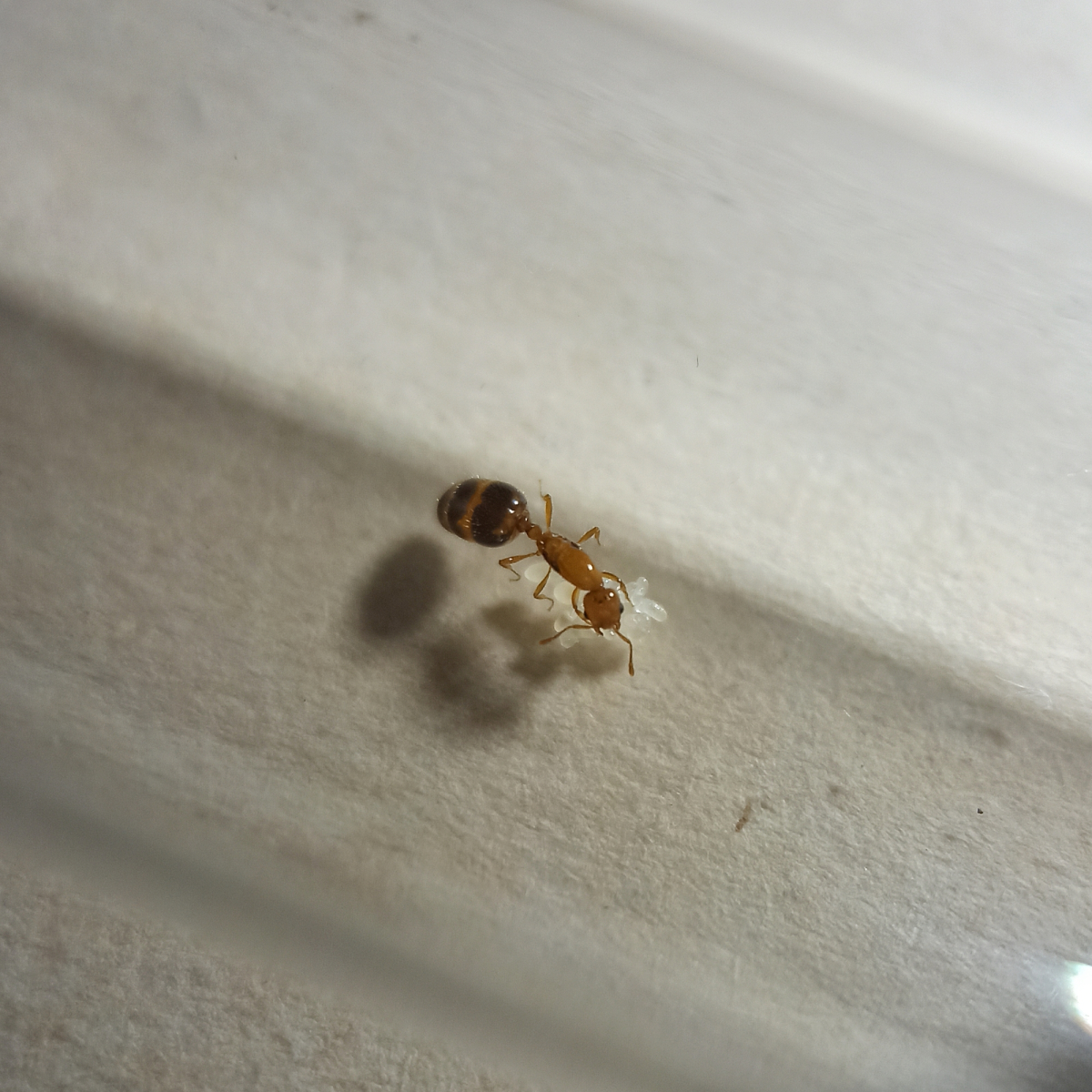 Solenopsis/Monomorium - 7/6/20