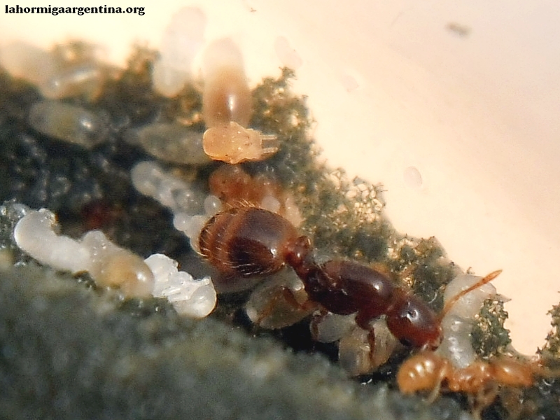 Solenopsis (Ramona 21 feb) #1