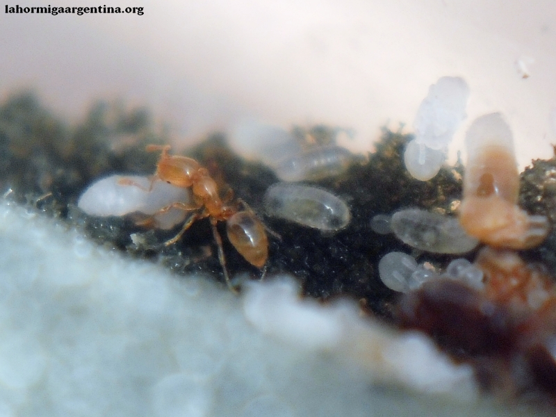 Solenopsis (Ramona 21 feb) #4