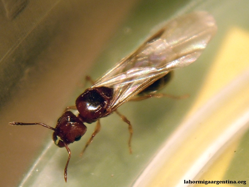 Pheidole x1, Dic 26 2014