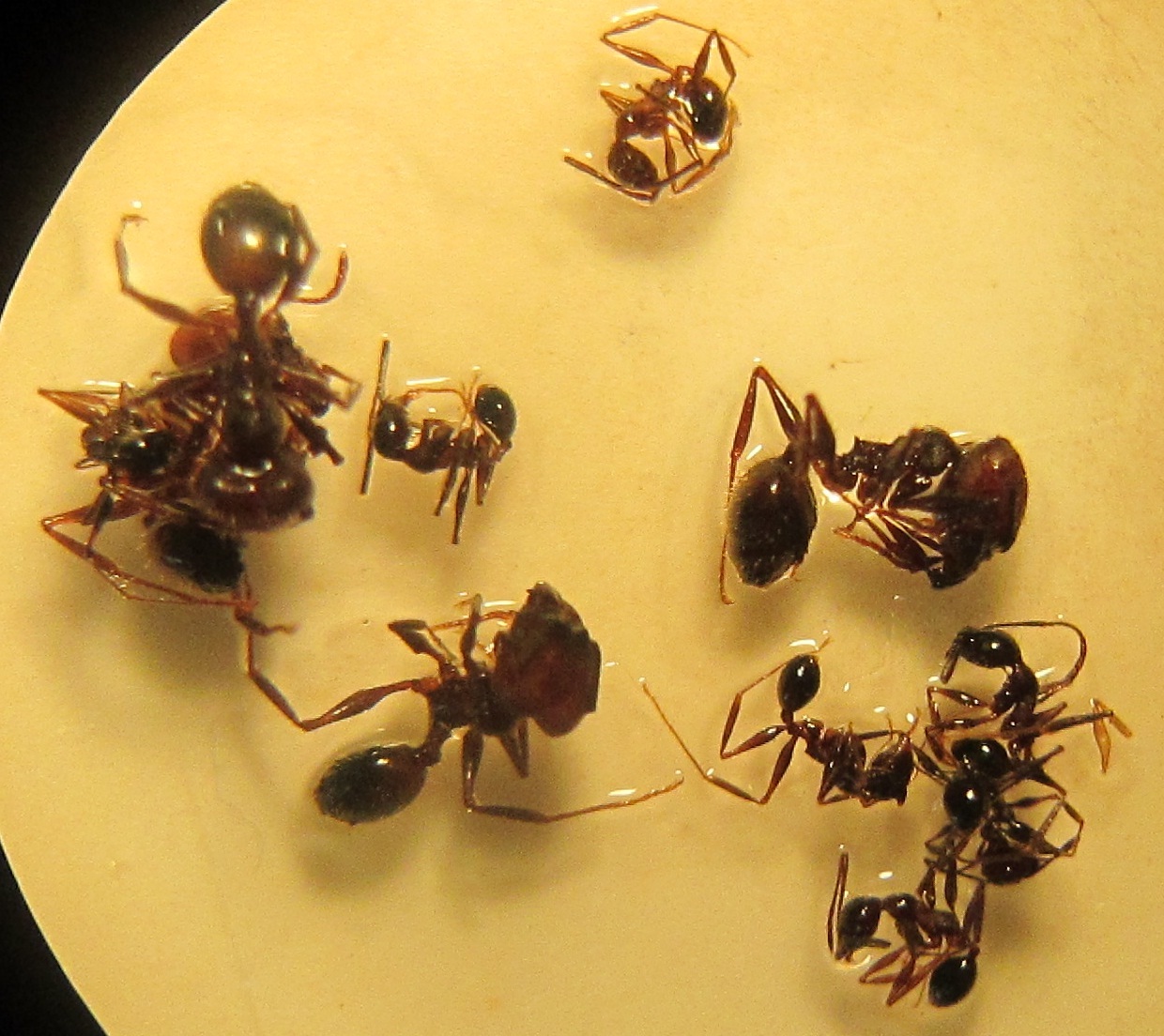 Pheidole?