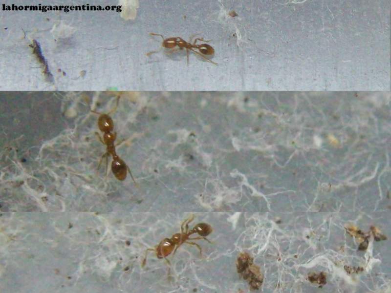 Solenopsis?_1
