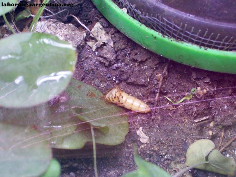 Tetramorium bicarinatum? #4