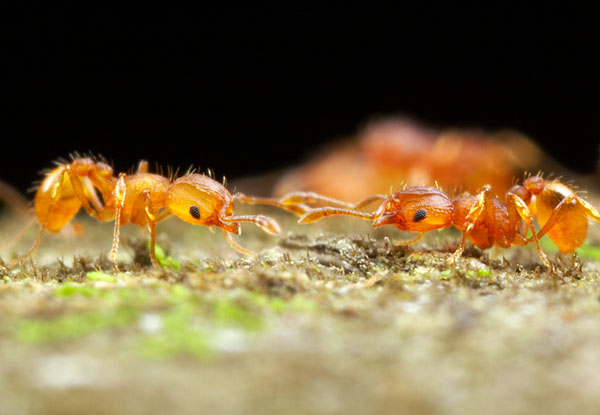 Obreras de Wasmannia Auropunctata