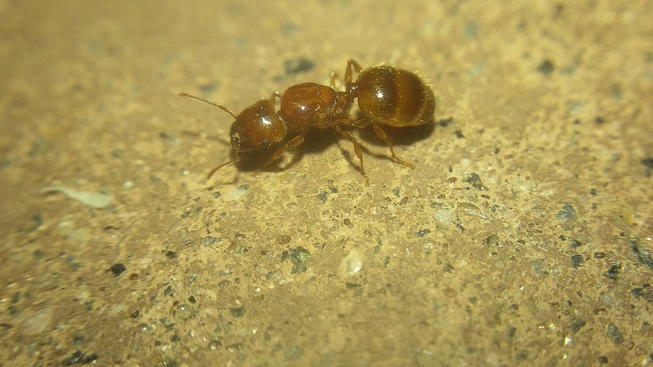 pheidole?