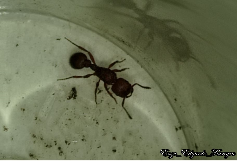 Pogonomyrmex uruguayensis