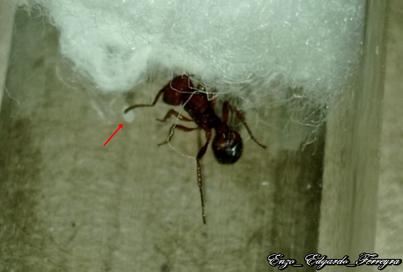 Pogonomyrmex uruguayensis