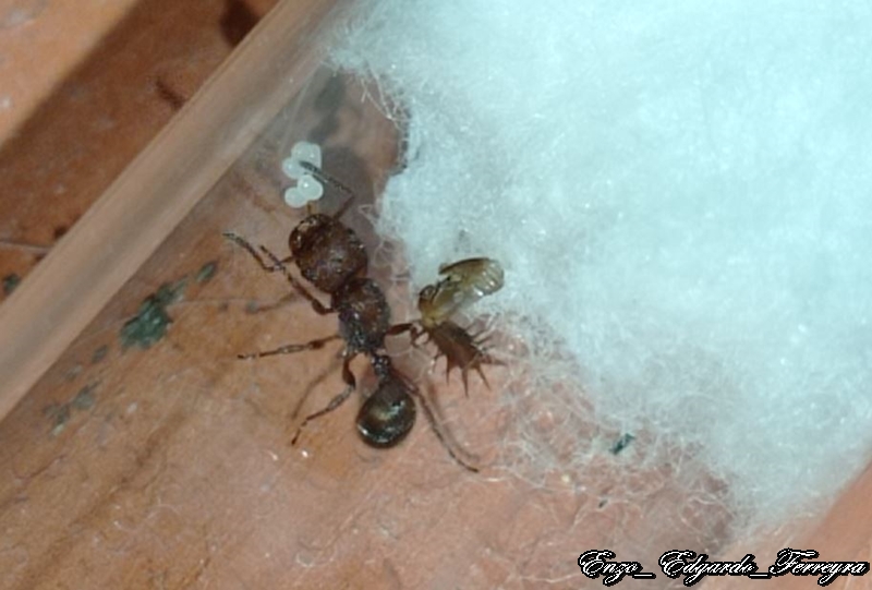 Pogonomyrmex uruguayensis