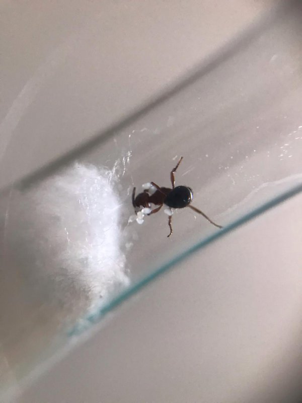 Pogonomyrmex Sp