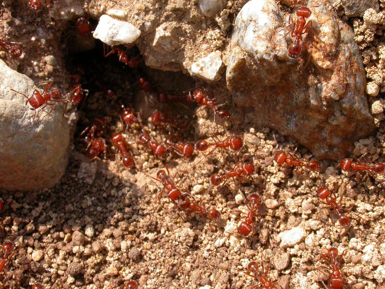 Pogonomyrmex