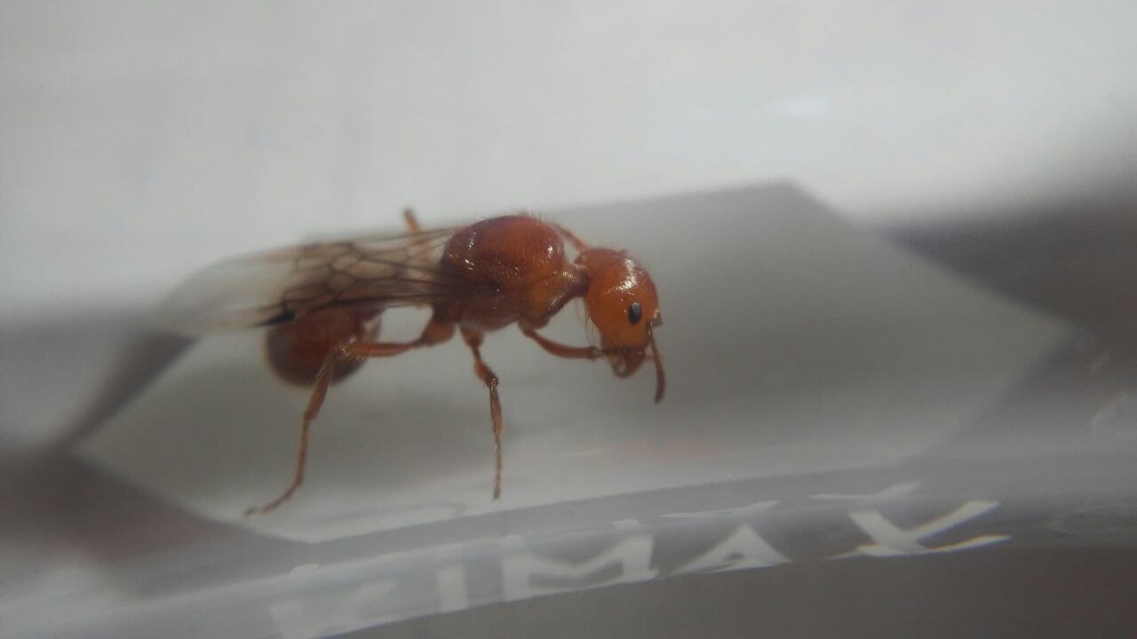 Pogonomyrmex 6