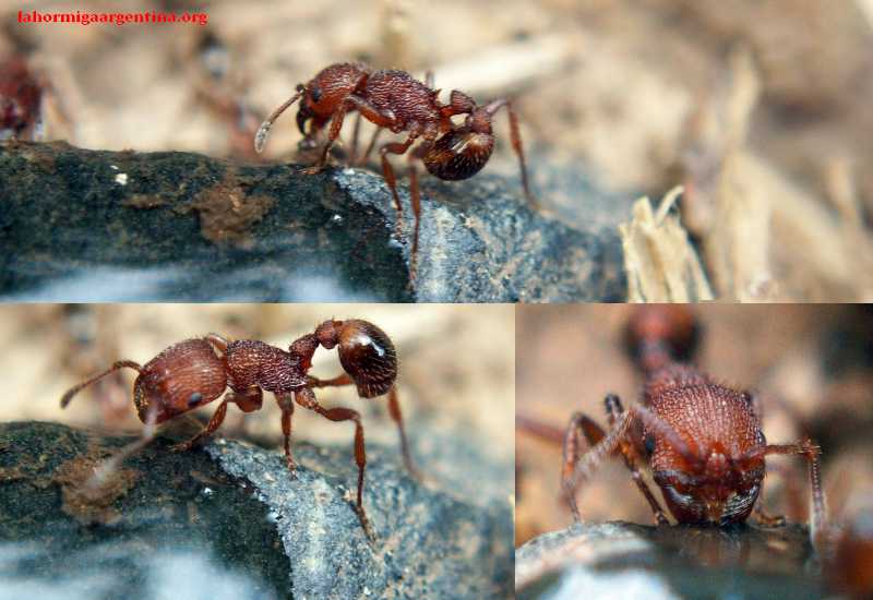 Pogonomyrmex