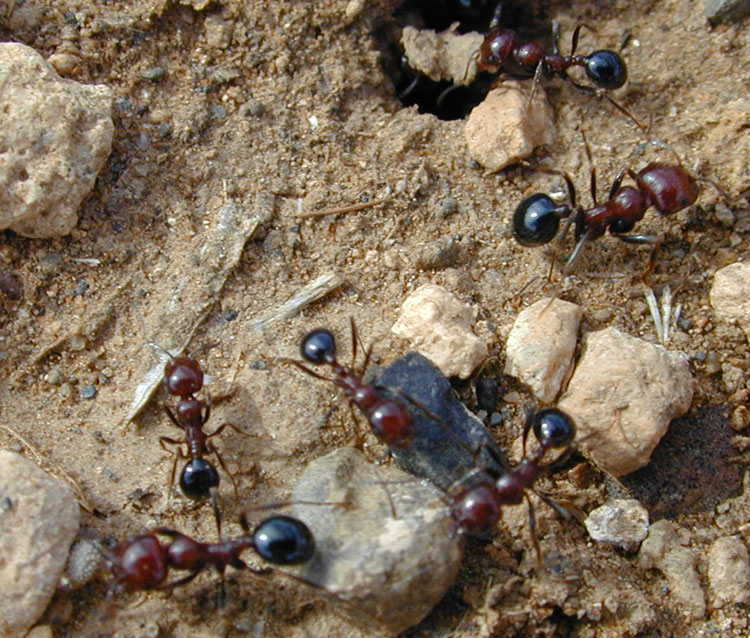 Messor sp2